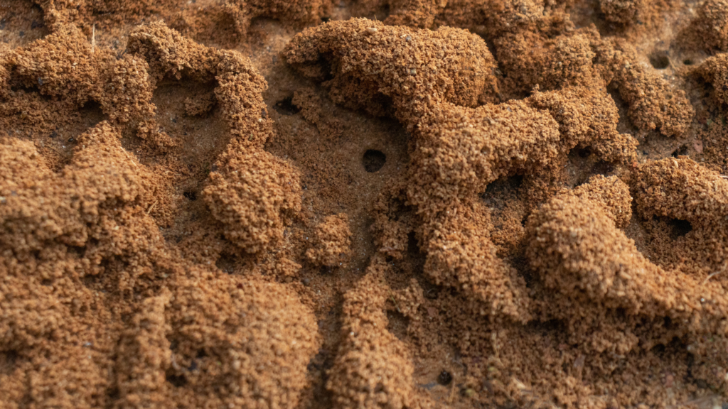 Ants building colony and teaches us teamwork