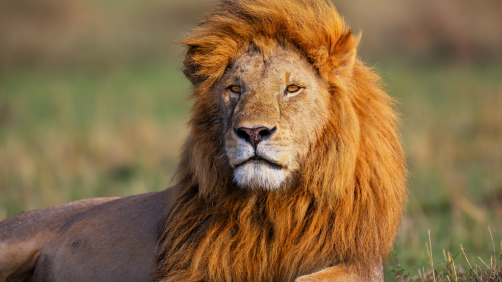 Lion the jungle king teaches us bravery.